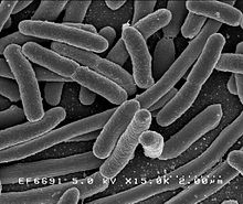 probiotics-bacteria