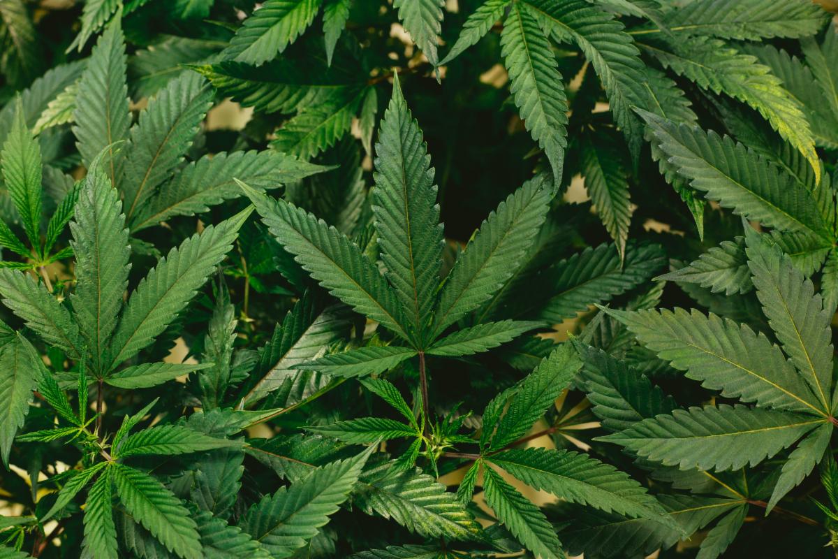 Marijuana 